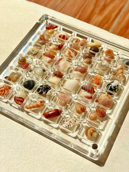 ❤️LAST DAY 50%OFF -Acrylic Magnetic Seashell Display Box