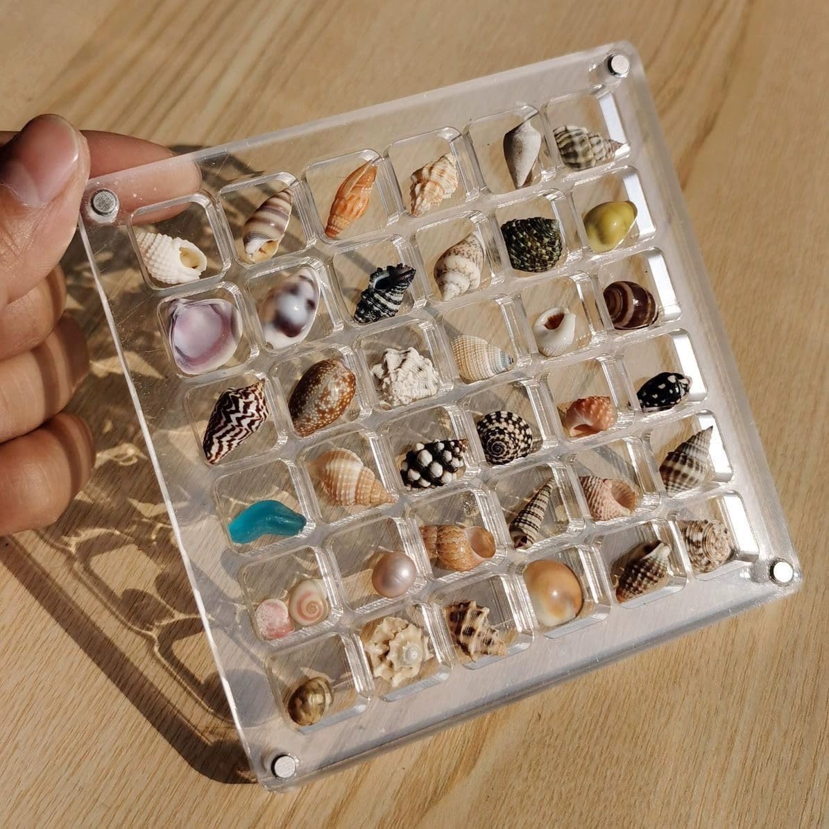 ❤️LAST DAY 50%OFF -Acrylic Magnetic Seashell Display Box